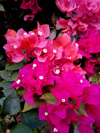 Pink Bougainvilleas flower close upの写真素材