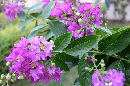 Purple Flower