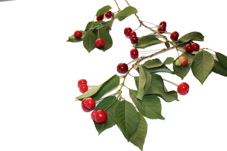 lots of cherriesの写真素材