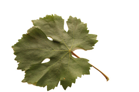 grapes leavesの写真素材