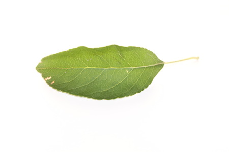 Green leafの写真素材