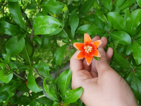 Fresh Tulip Flowersの写真素材