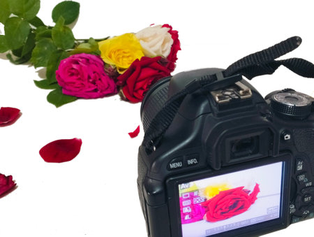 Roses and a camera on a white background with copy space.の写真素材