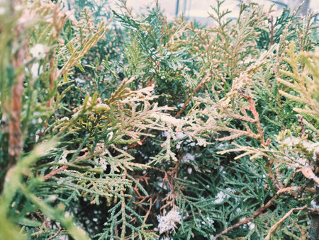Green thuja tree branches covered with snow in winter season.の写真素材