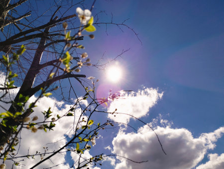 Beautiful spring landscape with sun and blue sky with white clouds.の写真素材
