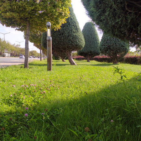 Green grass and trees in the park. Nature and environment concept.の写真素材