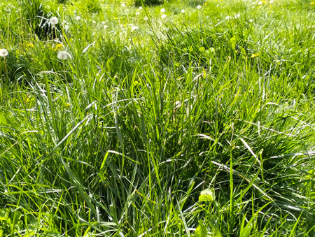 Green grass with dandelions in the meadow on a sunny day