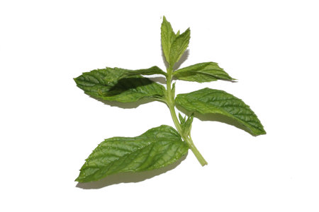 Pepper mint leaves isolated on white background, clipping path included.