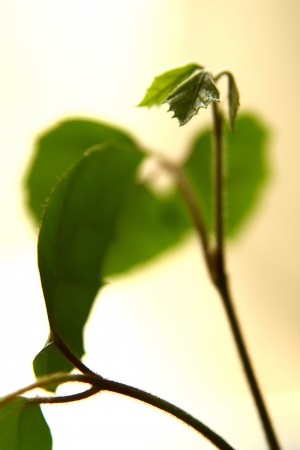Green leaves isolated on backgroundの写真素材