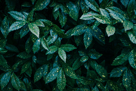 green leaf backgroundの写真素材