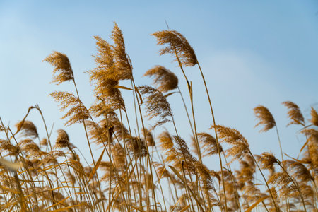 Autumnal reeds swaying in the wind with a sky backgroundの写真素材