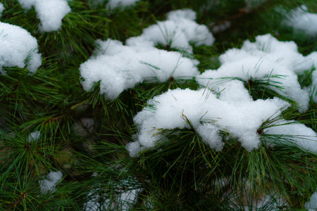 Winter snow falling on pine leaves in the backgroundの写真素材