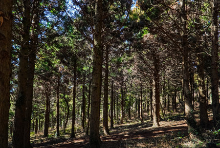 Sunlight falling on a forest with large trees Nature Backgroundの写真素材
