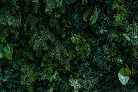 Patterned background covered with pine leaves for Christmas decorationsの写真素材
