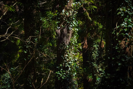 Natural background with sunlight slanting through trees in a dark forest.の写真素材