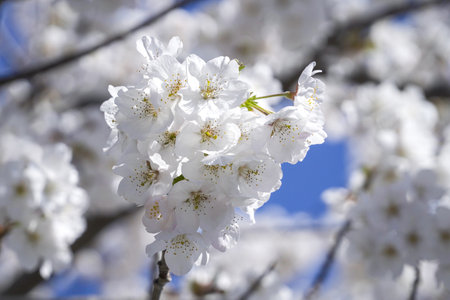 white Cherry blossom with blue sky backgroundの写真素材