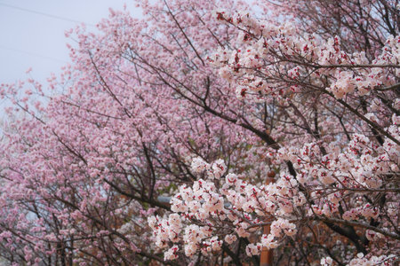 A photo of a plum blossom in springの写真素材