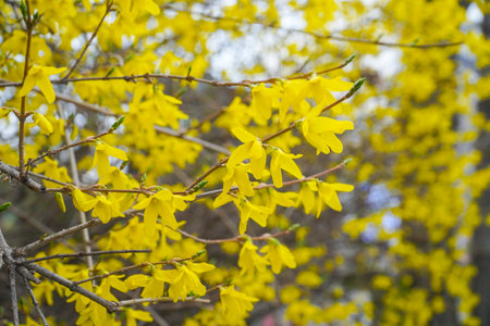 A photo of forsythia in springtimeの写真素材