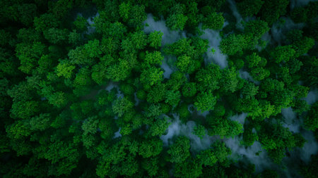 a misty green forest in aerial view, 3d rendering