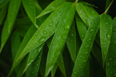 nature green leaves with raindrops backgroundsの写真素材