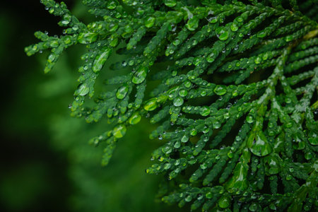 nature green leaves with raindrops backgroundsの写真素材