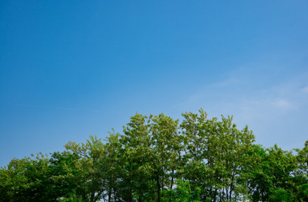 summer forest trees with blue skyの写真素材