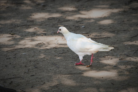 A white pigeon looking for food in the park