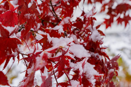 Winter background with snow on maple leavesの写真素材
