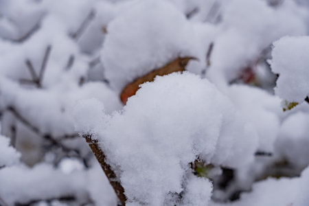 a lot of snow on the bare branches of the trees in winter.の写真素材