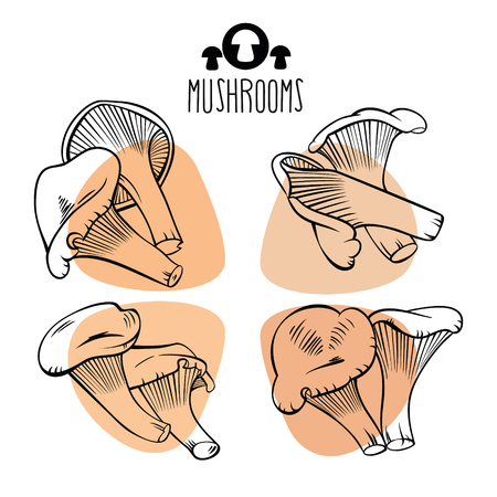 Small yellow edible mushroom.Vector setのイラスト素材