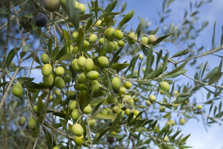 Olive close up の写真素材