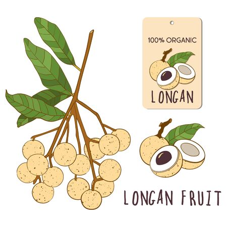 Longan vector colorful set. Hand drawn tropical vietnamese fruit illustration. Branch, composition and label. Botanical illustration for menu, market, label, juice packaging design.のイラスト素材