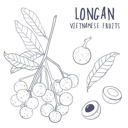 Longan vector set. Hand drawn tropical vietnamese fruit illustration. Branch, whole and sliced objects with leaves. Botanical illustration for menu, market, label, juice packaging design.のイラスト素材