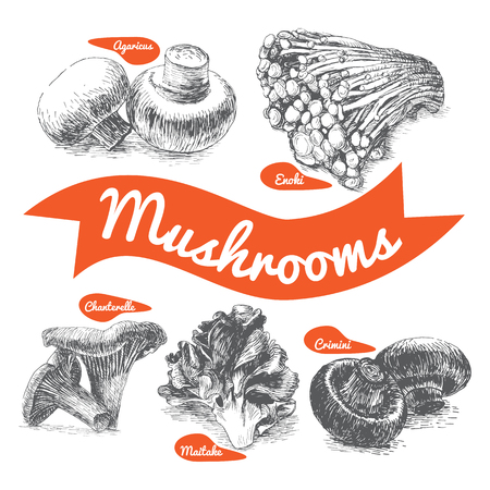 illustrated Set # 2 of Mushrooms. Illustrative sorts of mushroomsのイラスト素材