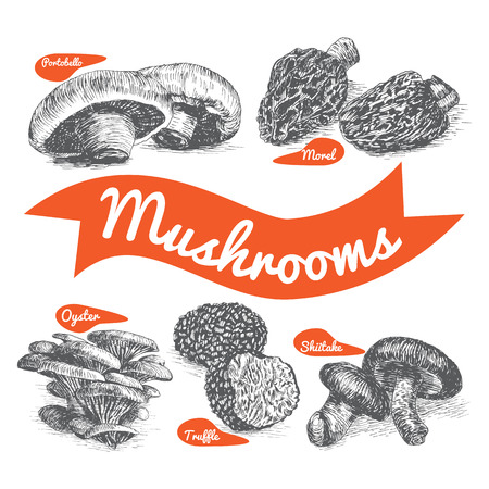 illustrated Set # 1 of Mushrooms. Illustrative sorts of mushroomsのイラスト素材
