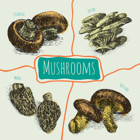 Illustrative colorful sorts of mushroomsのイラスト素材