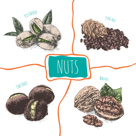 Vector illustration colorful set with nuts. Different sort of nuts on white backgroundのイラスト素材