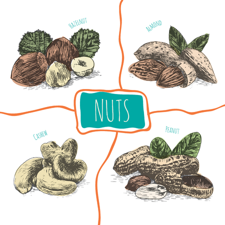 Vector illustration colorful set with nuts. Different sort of nuts on white backgroundのイラスト素材