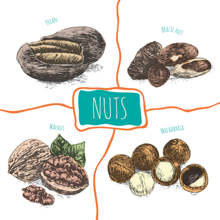 Vector illustration colorful set with nuts. Different sort of nuts on white backgroundのイラスト素材
