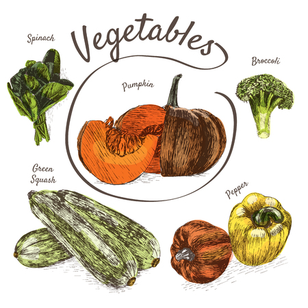 Vector illustration colorful set with vegetables. Different sort of vegetables on white backgroundのイラスト素材