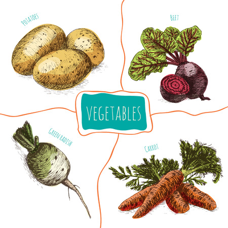 Vector illustration colorful set with vegetables. Different sort of vegetables on white backgroundのイラスト素材