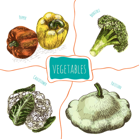 Vector illustration colorful set with vegetables. Different sort of vegetables on white background cauliflowerのイラスト素材