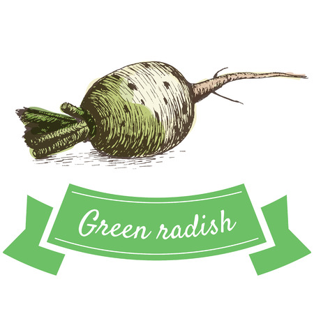 Vector illustration colorful set with green radish. Illustration sorts of vegetables on white backgroundのイラスト素材