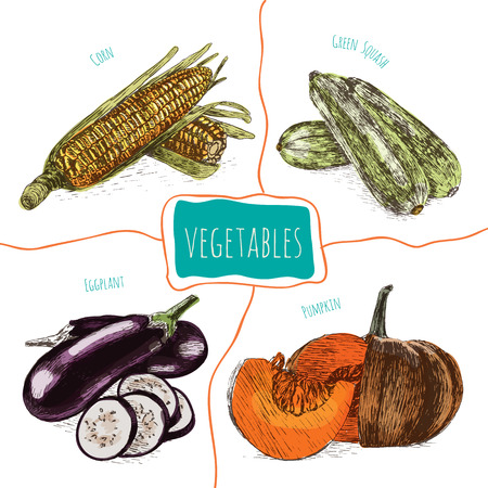 Vector illustration colorful set with vegetables. Different sort of vegetables on white backgroundのイラスト素材