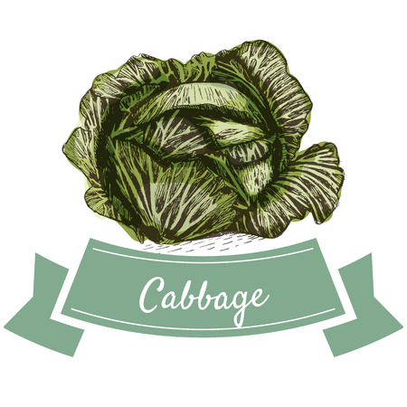 Vector illustration colorful set with cabbage. Illustration sorts of vegetables on white backgroundのイラスト素材