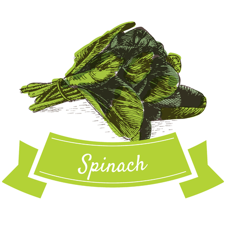 Vector illustration colorful set with spinach. Illustration sorts of vegetables on white backgroundのイラスト素材