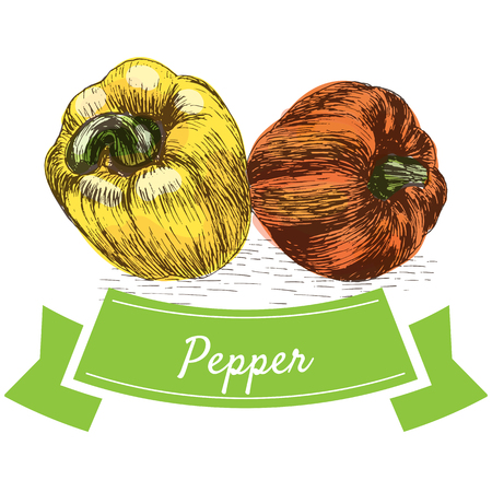 Vector illustration colorful set with pepper. Illustration sorts of vegetables on white backgroundのイラスト素材
