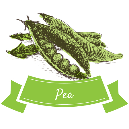 Vector illustration colorful set with pea. Illustration sorts of vegetables on white backgroundのイラスト素材
