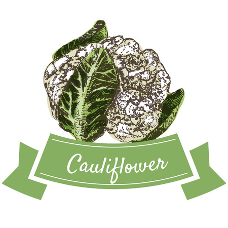 Vector illustration colorful set with cauliflower. Illustration sorts of vegetables on white backgroundのイラスト素材