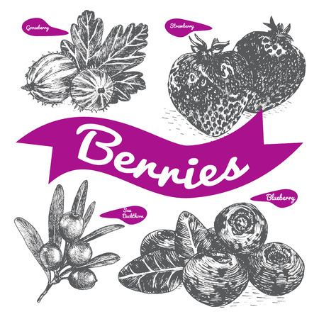 Vector illustration black and white set with berries. Various of berries on white backgroundのイラスト素材